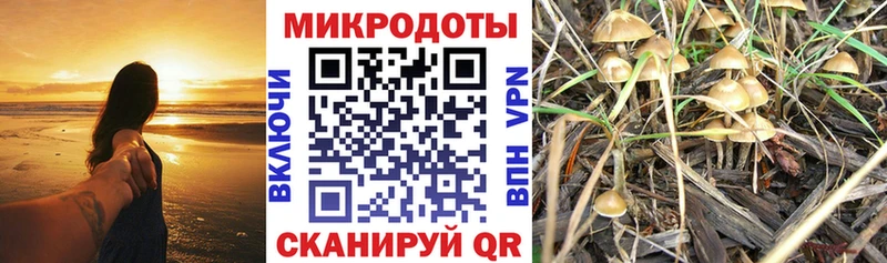 цена   Чусовой  Псилоцибиновые грибы GOLDEN TEACHER 